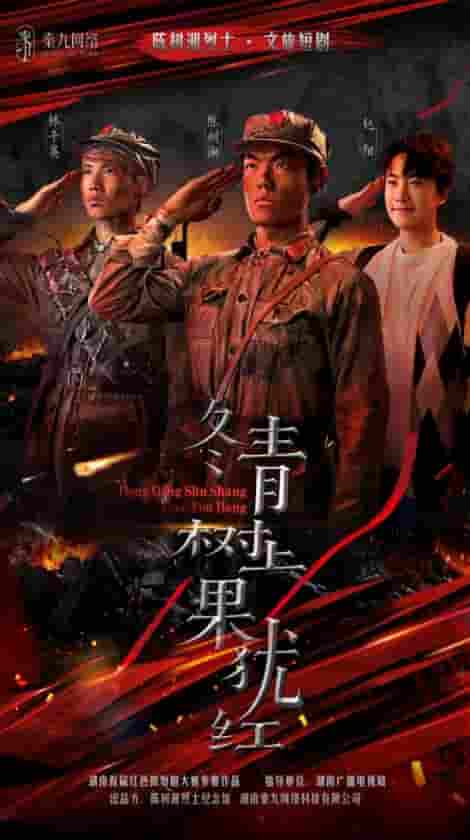 冬青树上果犹红-搞砸网络-www.gaoza.cn